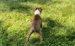 Boxer dogs for sale: Roxie - Image 13