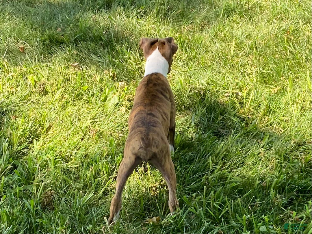 Boxer dogs for sale: Roxie - Image 13