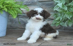 Bernedoodle dogs for sale: Bernedoodle 8 puppies - Image 15