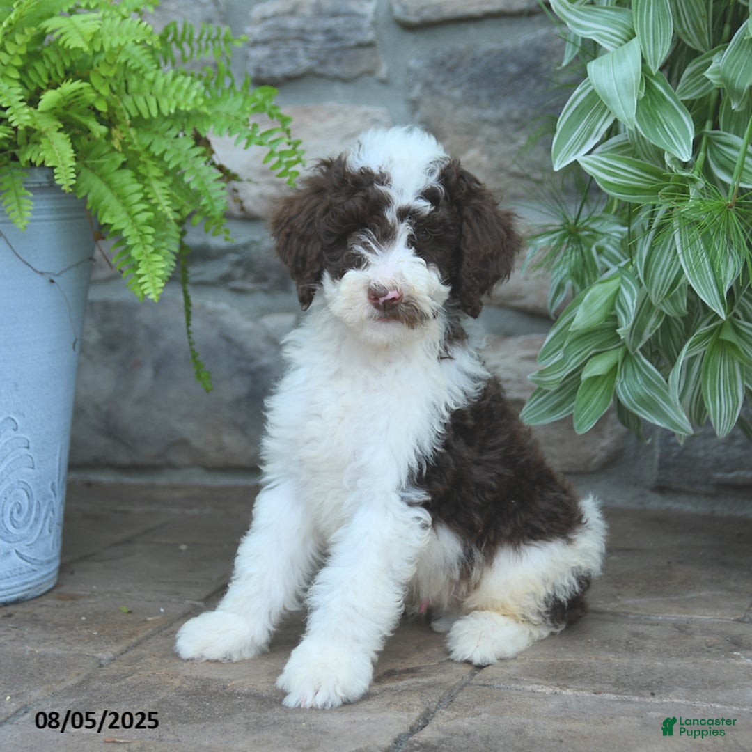 Bernedoodle dogs for sale: Bernedoodle 8 puppies - Image 15