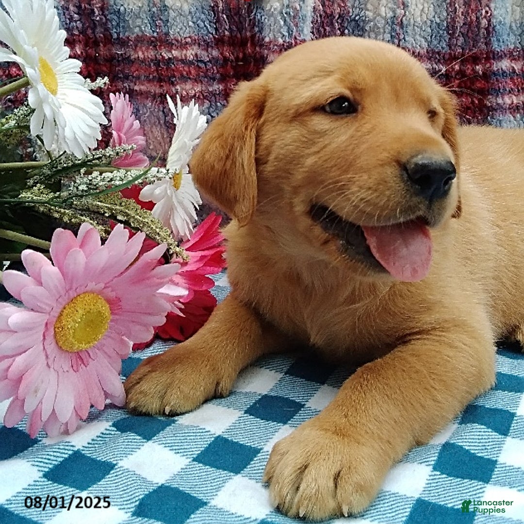 Labrador Retriever dogs for sale: Labrador Retriever 5 puppies - Image 12