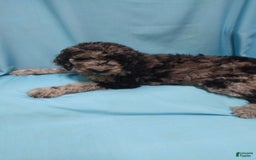 Goldendoodle dogs for sale: Opal - Image 2