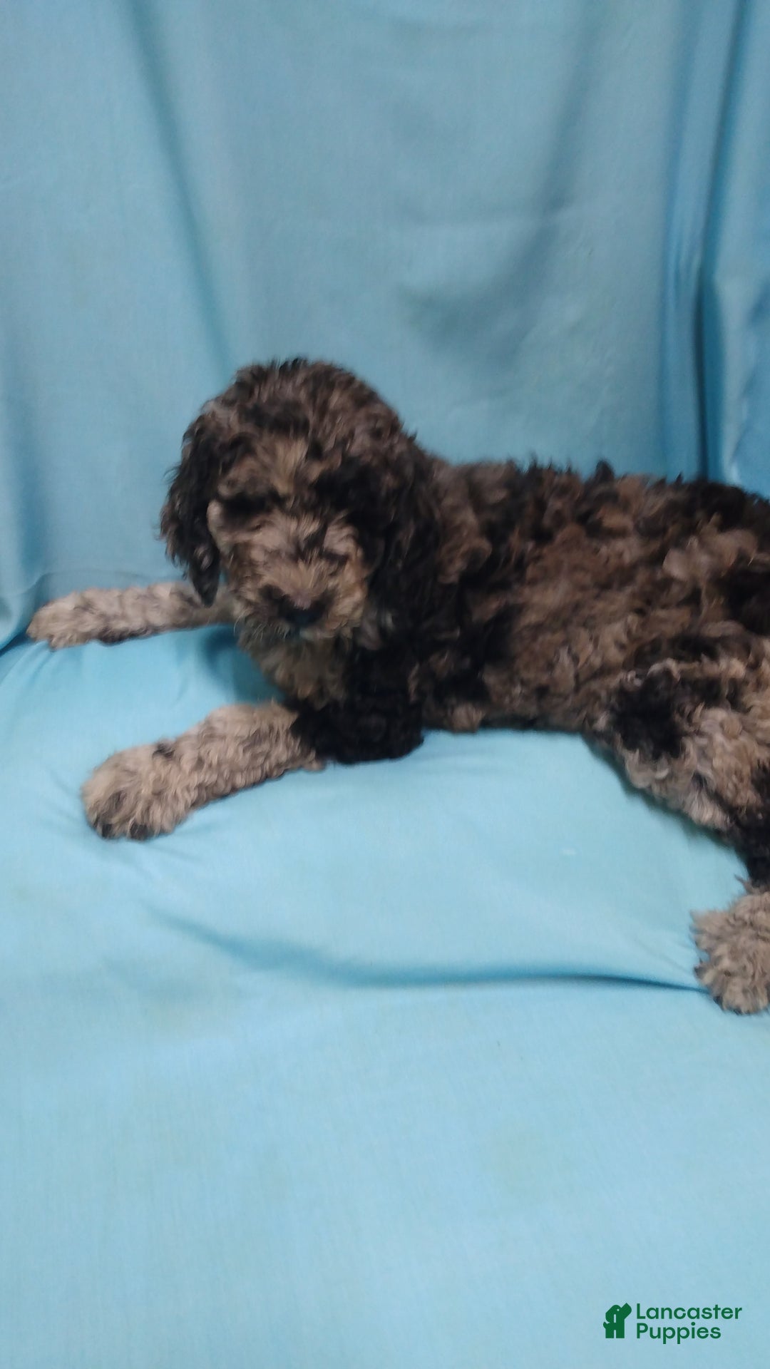 Goldendoodle dogs for sale: Opal - Image 2