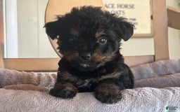 Bernedoodle dogs for sale: Micro Mini 1 - Image 2