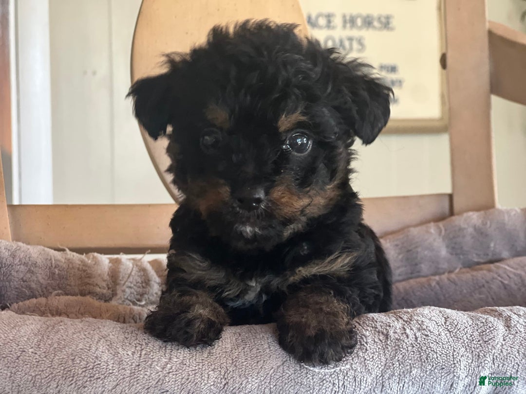 Bernedoodle dogs for sale: Micro Mini 1 - Image 2