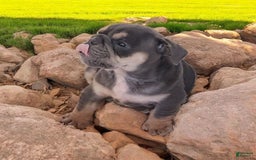 English Bulldog dogs for sale: Blue - Image 2