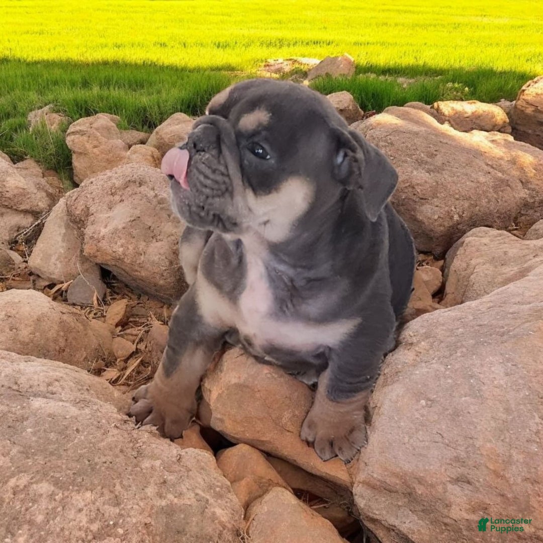 English Bulldog dogs for sale: Blue - Image 2