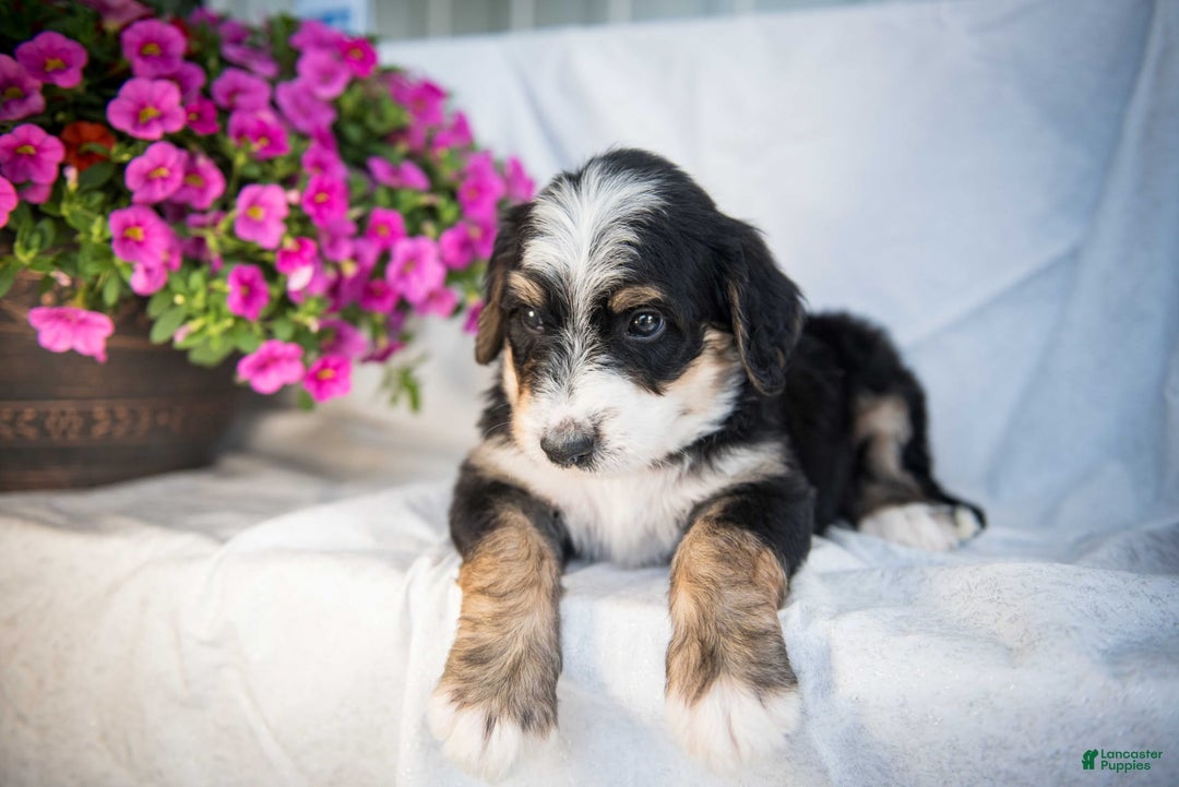 Bernedoodle dogs for sale: Jordan - Image 7