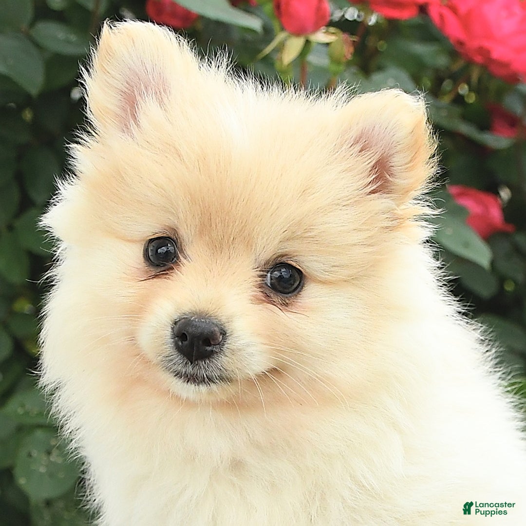 Pomeranian dogs for sale: Jess - Image 2