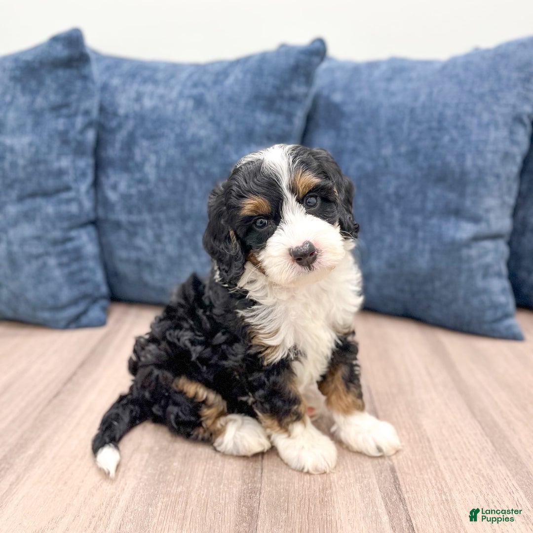 Mini Bernedoodle dogs for sale: Dusty - Image 6