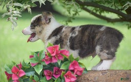 Welsh Corgi Pembroke dogs for sale: Rascle - Image 2
