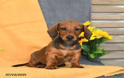 Miniature Dachshund dogs for sale: Patrick - Image 17