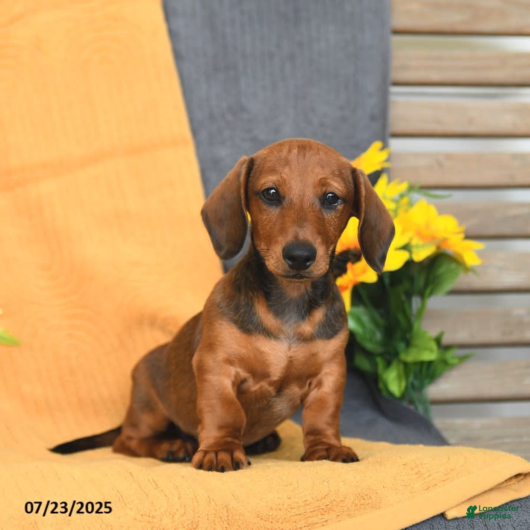 Miniature Dachshund dogs for sale: Patrick - Image 17