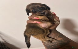 Miniature Dachshund dogs for sale: Hottie - Image 1