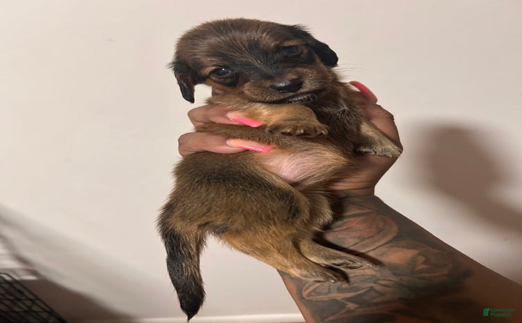 Miniature Dachshund dogs for sale - Ad 2