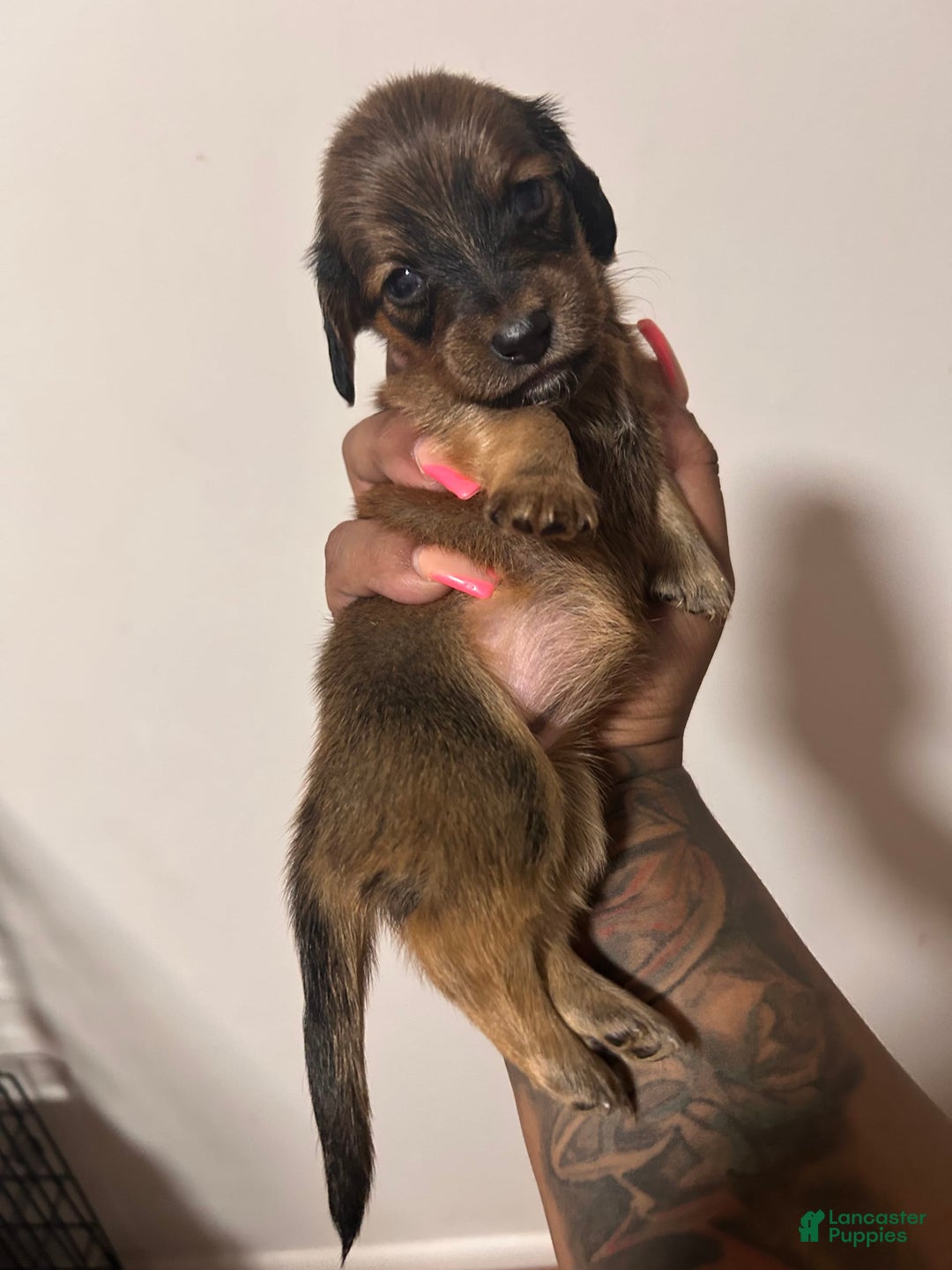 Miniature Dachshund dogs for sale: Hottie - Image 1