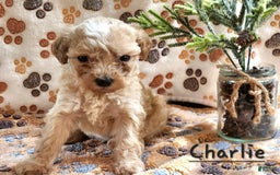Maltipoo dogs for sale: Charlie - Image 2