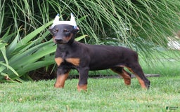 Doberman Pinscher dogs for sale: Flynn - Image 3