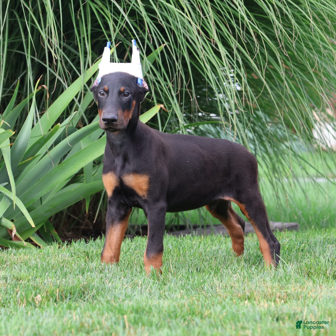 Doberman Pinscher dogs for sale: Flynn - Image 3