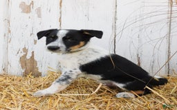 Australian Cattle Dog dogs for sale: Smartie - Image 2