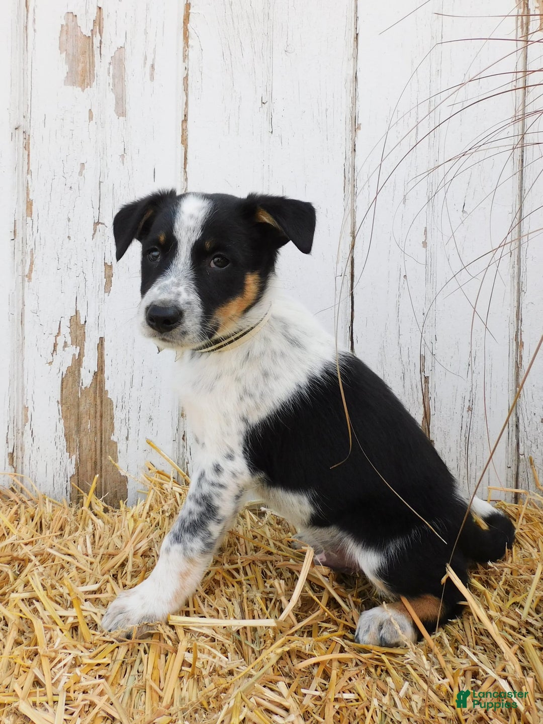 Australian Cattle Dog dogs for sale: Smartie - Image 2