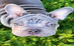 French Bulldog dogs for sale: Marcus - Image 2
