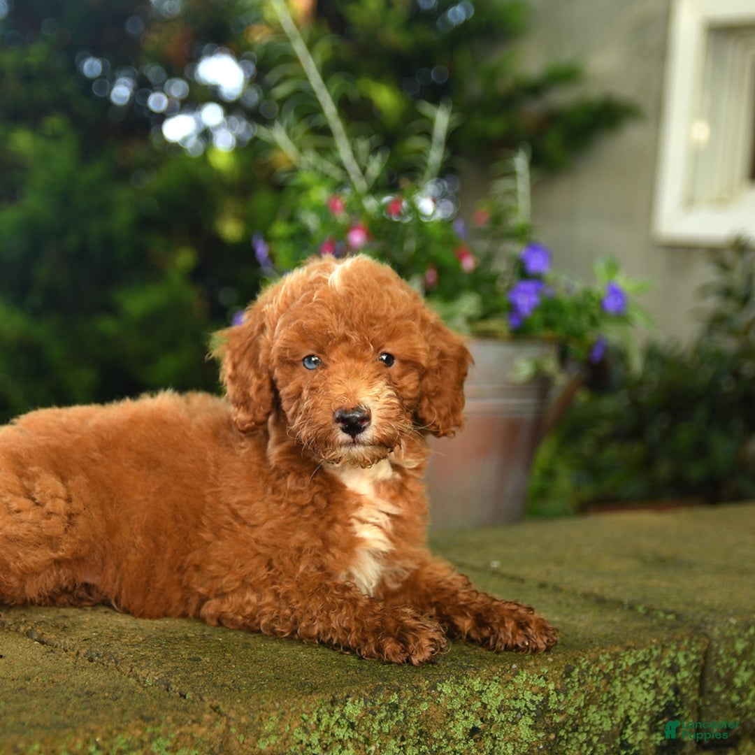 Miniature Poodle dogs for sale: Red - Image 2