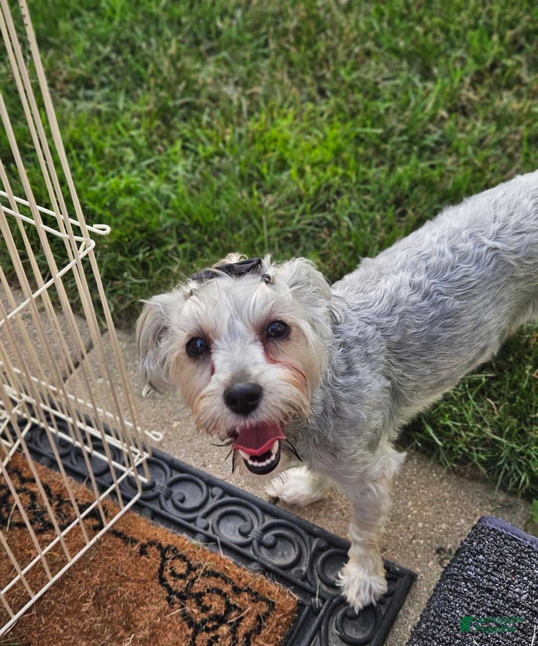 Morkie dogs for sale: Hercules - Image 13