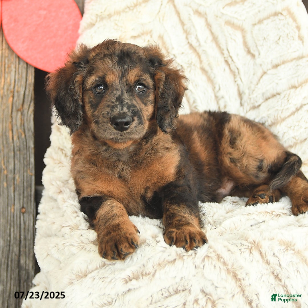 Mini Goldendoodle dogs for sale: Monty - Image 1