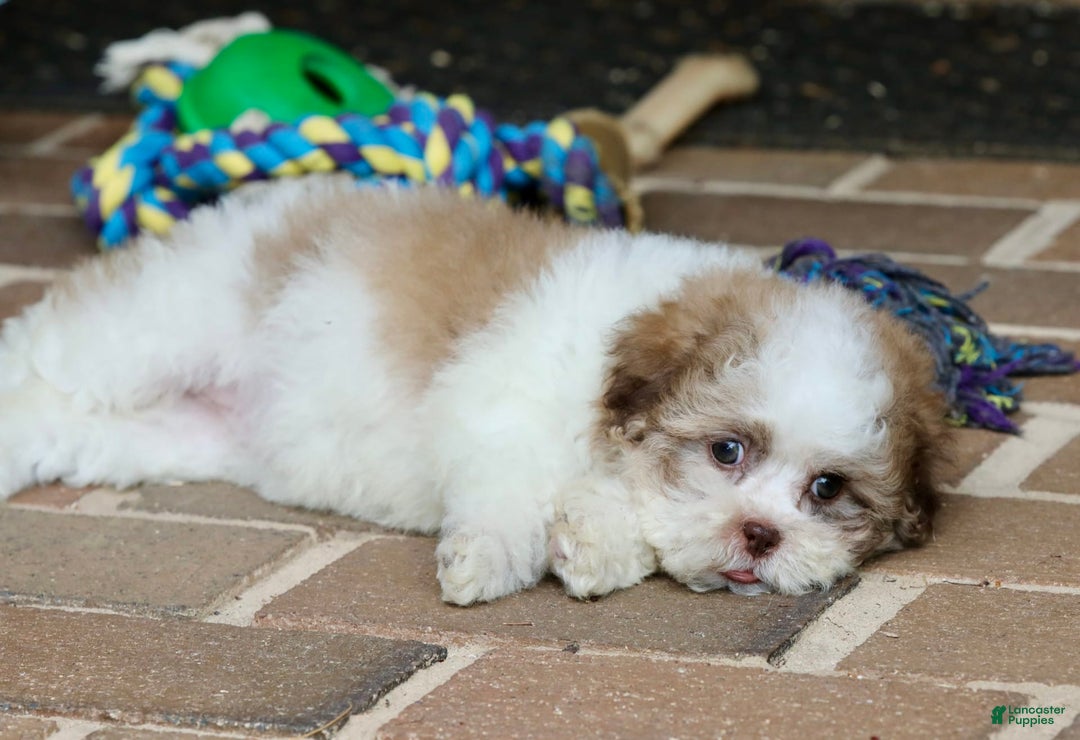 Shihpoo dogs for sale: Lily - Image 3