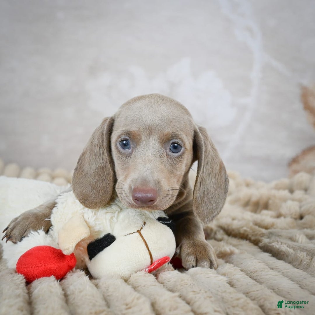 Miniature Dachshund dogs for sale: Dash - Image 5