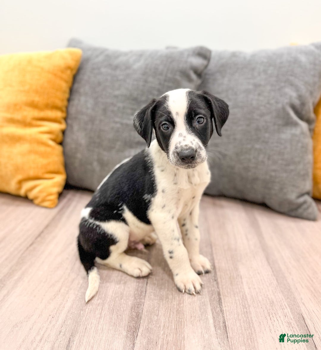 Dalmatian dogs for sale: Manny - Image 5