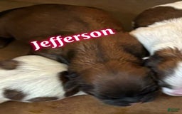Teddy Bear dogs for sale: Jefferson - Image 1