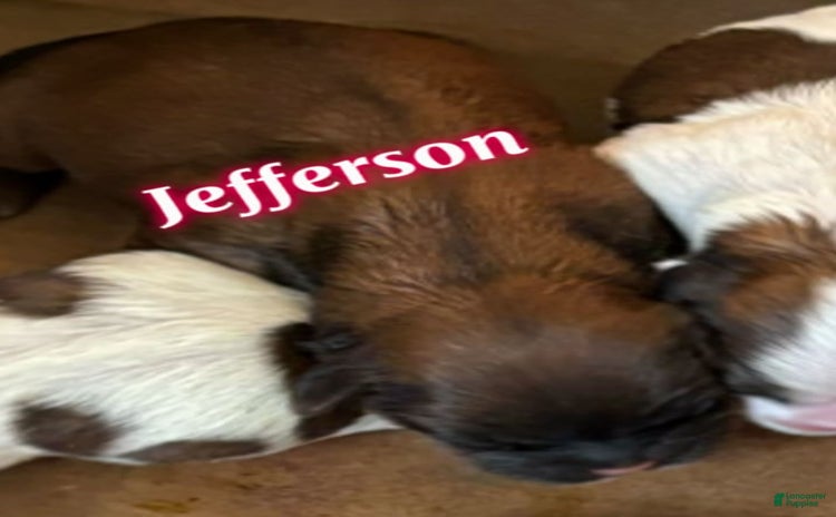 Teddy Bear dogs for sale - Ad 3