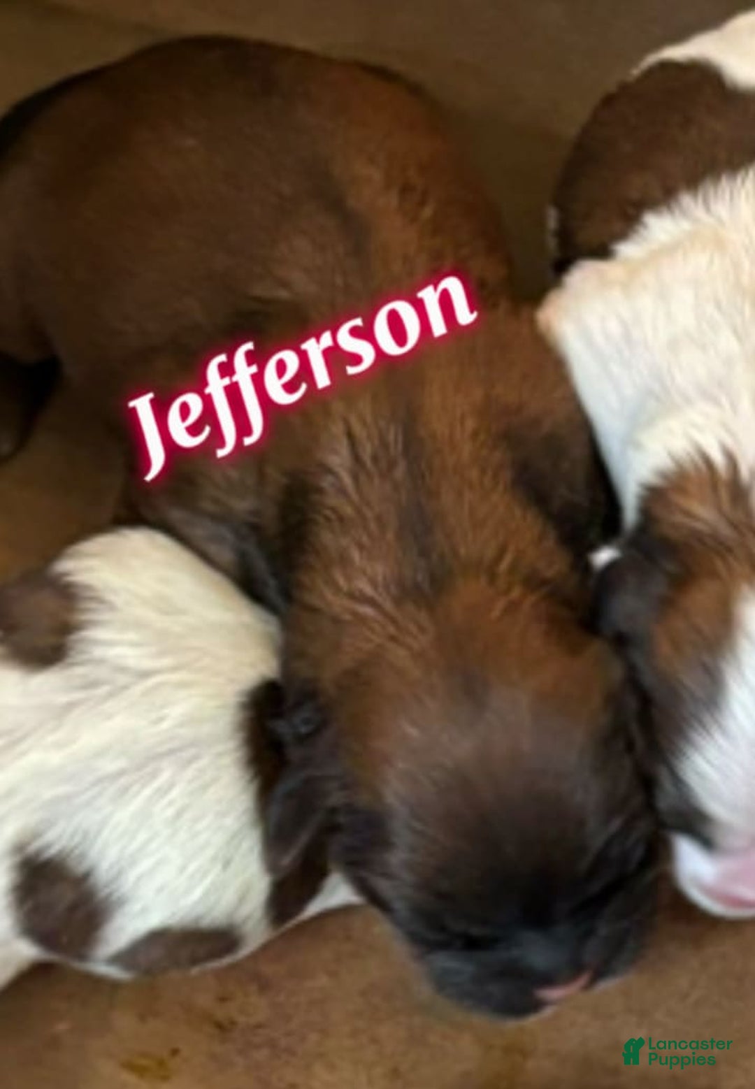 Teddy Bear dogs for sale: Jefferson - Image 1