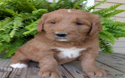 Goldendoodle dogs for sale: Ben - Image 19