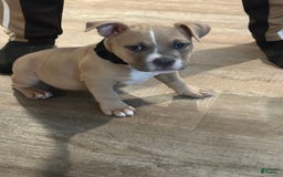 American Bully dogs for sale: Duece - Image 1
