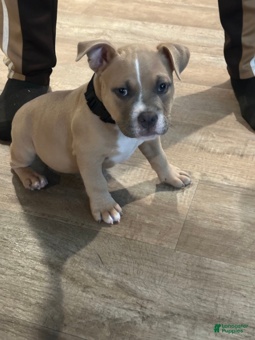 American Bully dogs for sale: Duece - Image 1