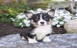 Welsh Corgi Pembroke dogs for sale: Isla - Image 2