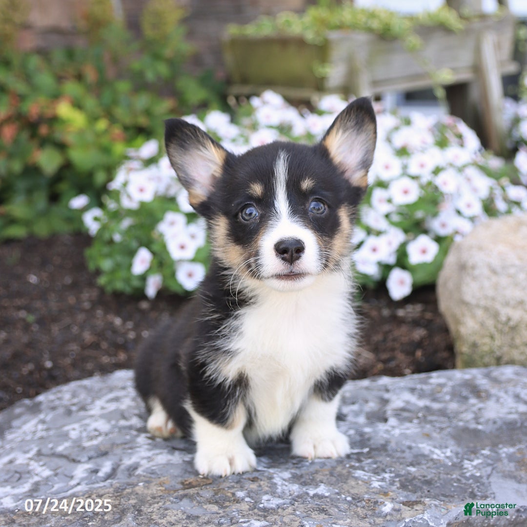 Welsh Corgi Pembroke dogs for sale: Isla - Image 2