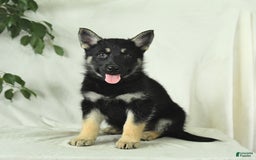Gerberian Shepsky dogs for sale: Muffin - Image 3
