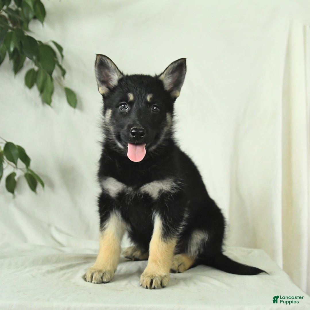Gerberian Shepsky dogs for sale: Muffin - Image 3