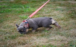 French Bulldog dogs for sale: Abby - Image 7