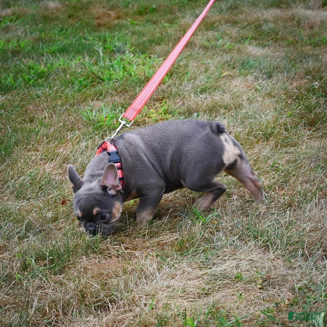 French Bulldog dogs for sale: Abby - Image 7