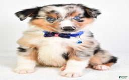 Miniature Australian Shepherd dogs for sale: Sawyer - Image 6