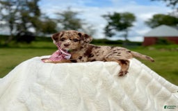 Labradoodle dogs for sale: Jello - Image 1