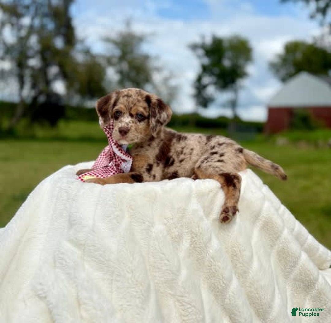 Labradoodle dogs for sale: Jello - Image 1
