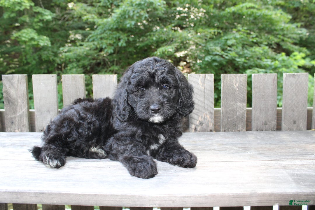 Mini Goldendoodle dogs for sale: Keith - Image 3