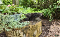 Pomeranian dogs for sale: Pebbles - Image 6