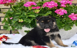 German Shepherd dogs for sale: Charity - Image 3